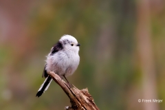 Staartmees-14_Long-tailed-Tit_Aegithalos-caudatus_D9A9144