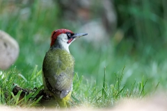 Groene-Specht-17_-European-Green-Woodpecker_Picus-viridis_E8A9679