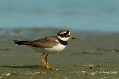 Bontbekplevier-03_Common-Ringed-Plover_Charadrius-hiaticula_49C0617