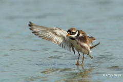 Bontbekplevier-06_Common-Ringed-Plover_Charadrius-hiaticula_49C0686