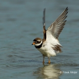 Bontbekplevier-05_Common-Ringed-Plover_Charadrius-hiaticula_49C0685