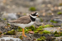 Bontbekplevier-08_Common-Ringed-Plover_Charadrius-hiaticula_BZ4T4269