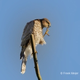 Sperwer-65_Eurasian-Sparrowhawk_Accipiter-nisu_P5A3090