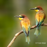 Bijeneter-52_European-Bee-eater_Merops-apiaster_P5A3742