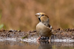 Appelvink-73_Hawfinch_Coccothraustes-coccothraustes_P5A4487