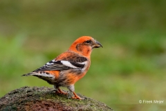 Witbandkruisbek-03_Two-barred-Crossbill_Loxia-leucoptera_P5A6220