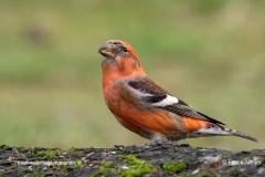 Witbandkruisbek-02_Two-barred-Crossbill_Loxia-leucoptera_P5A6216