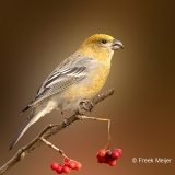 Witbandkruisbek-08_Two-barred-Crossbill_Loxia-leucoptera_P5A6243