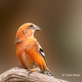 Witbandkruisbek-11_Two-barred-Crossbill_Loxia-leucoptera_P5A6372