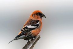 Witbandkruisbek-12_Two-barred-Crossbill_Loxia-leucoptera_P5A6462