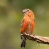 Witbandkruisbek-13_Two-barred-Crossbill_Loxia-leucoptera_P5A6545