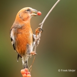 Witbandkruisbek-16_Two-barred-Crossbill_Loxia-leucoptera_P5A6567