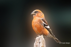 Witbandkruisbek-18_Two-barred-Crossbill_Loxia-leucoptera_P5A6578