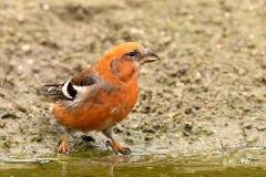 Witbandkruisbek-23_Two-barred-Crossbill_Loxia-leucoptera_P5A6830