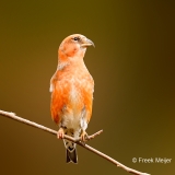 Witbandkruisbek-25_Two-barred-Crossbill_Loxia-leucoptera_P5A6884
