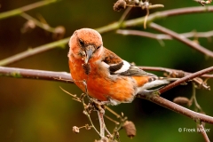 Witbandkruisbek-26_Two-barred-Crossbill_Loxia-leucoptera_P5A6913