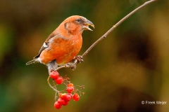 Witbandkruisbek-33_Two-barred-Crossbill_Loxia-leucoptera_P5A7072