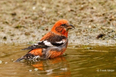 Witbandkruisbek-34_Two-barred-Crossbill_Loxia-leucoptera_P5A7102