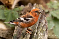 Witbandkruisbek-35_Two-barred-Crossbill_Loxia-leucoptera_P5A6593