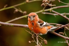 Witbandkruisbek-36_Two-barred-Crossbill_Loxia-leucoptera_P5A6912