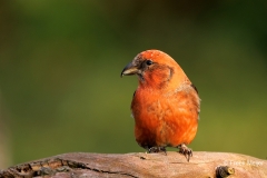 Witbandkruisbek-42_Two-barred-Crossbill_Loxia-leucoptera_P5A7218