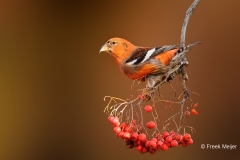 Witbandkruisbek-41_Two-barred-Crossbill_Loxia-leucoptera_P5A7216
