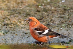 Witbandkruisbek-43_Two-barred-Crossbill_Loxia-leucoptera_P5A7219