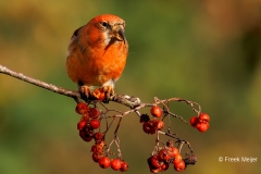 Witbandkruisbek-46_Two-barred-Crossbill_Loxia-leucoptera_P5A7388