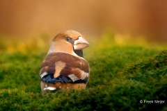 Appelvink-74_Hawfinch_Coccothraustes-coccothraustes_P5A7699