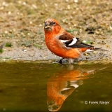 Witbandkruisbek-48_Two-barred-Crossbill_Loxia-leucoptera_P5A7531