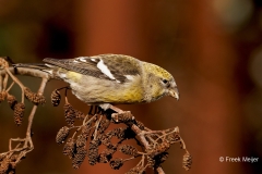 Witbandkruisbek-50_Two-barred-Crossbill_Loxia-leucoptera_P5A8138