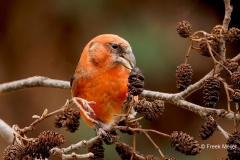 Witbandkruisbek-54_Two-barred-Crossbill_Loxia-leucoptera_P5A8413