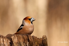 Appelvink-75_Hawfinch_Coccothraustes-coccothraustes_P5A8961