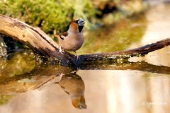 Appelvink-76_Hawfinch_Coccothraustes-coccothraustes_P5A8980