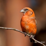 Witbandkruisbek-60_Two-barred-Crossbill_Loxia-leucoptera_P5A9289