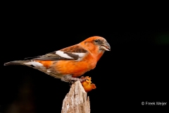 Witbandkruisbek-62_Two-barred-Crossbill_Loxia-leucoptera_P5A9112