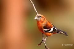 Witbandkruisbek-61_Two-barred-Crossbill_Loxia-leucoptera_P5A9068
