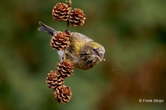 Witbandkruisbek-64_Two-barred-Crossbill_Loxia-leucoptera_P5A9198