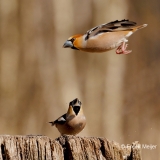 Appelvink-81_Hawfinch_Coccothraustes-coccothraustes_P5A0238