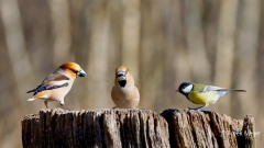 Appelvink-77_Hawfinch_Coccothraustes-coccothraustes_P5A0034