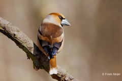 Appelvink-79_Hawfinch_Coccothraustes-coccothraustes_P5A0147