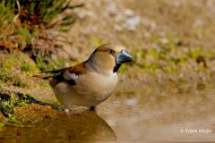 Appelvink-78_Hawfinch_Coccothraustes-coccothraustes_P5A0134