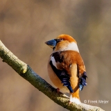 Appelvink-82_Hawfinch_Coccothraustes-coccothraustes_P5A9852