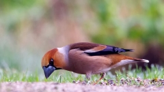 Appelvink-83_Hawfinch_Coccothraustes-coccothraustes_P5A0264
