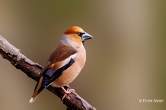 Appelvink-84_Hawfinch_Coccothraustes-coccothraustes_P5A0447