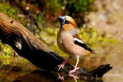 Appelvink-85_Hawfinch_Coccothraustes-coccothraustes_P5A0504