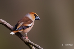 Appelvink-86_Hawfinch_Coccothraustes-coccothraustes_P5A0537