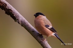 Goudvink-53_Eurasian-Bullfinch_Pyrrhula-pyrrhula_P5A0468