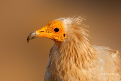 Aasgier-06_-Egyptian-Vulture_-Neophron-percnopteru_P5A1772