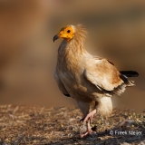 Aasgier-01_-Egyptian-Vulture_-Neophron-percnopteru_P5A1668